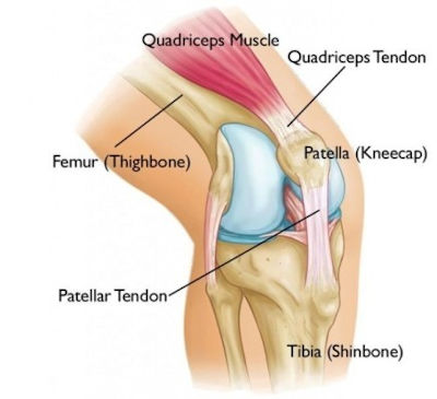Knee diagram with labels